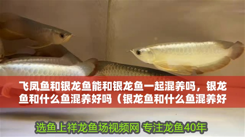 飛鳳魚和銀龍魚能和銀龍魚一起混養嗎，銀龍魚和什么魚混養好嗎（銀龍魚和什么魚混養好）