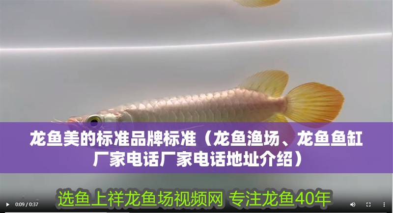 龍魚美的標準品牌標準（龍魚漁場、龍魚魚缸廠家電話廠家電話地址介紹）