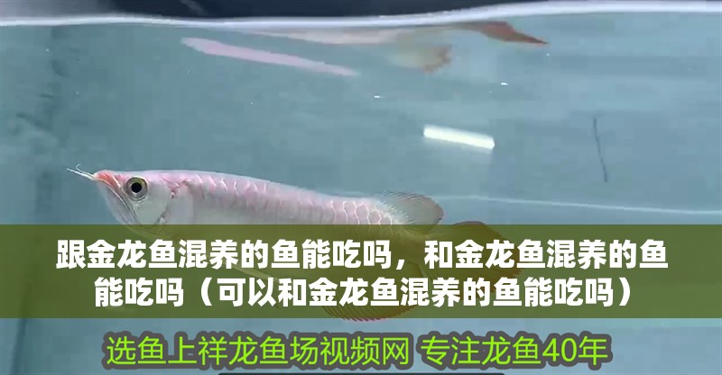 跟金龍魚混養的魚能吃嗎，和金龍魚混養的魚能吃嗎（可以和金龍魚混養的魚能吃嗎）
