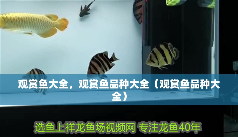 觀賞魚大全，觀賞魚品種大全（觀賞魚品種大全）