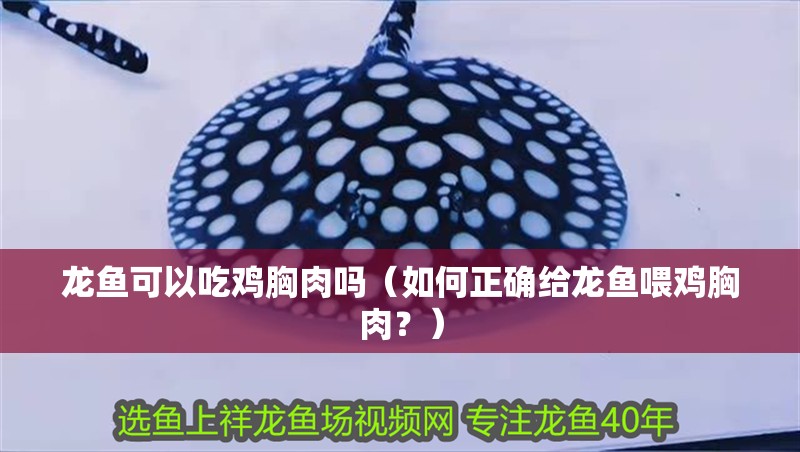 龍魚可以吃雞胸肉嗎（如何正確給龍魚喂雞胸肉？）