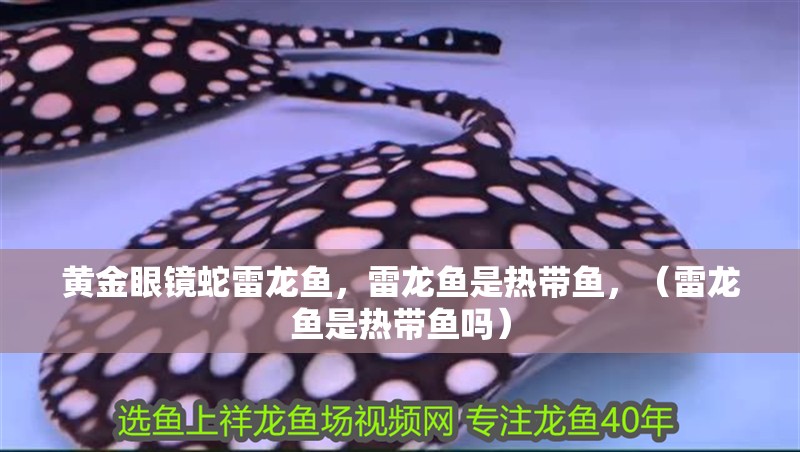 黃金眼鏡蛇雷龍魚(yú)，雷龍魚(yú)是熱帶魚(yú)，（雷龍魚(yú)是熱帶魚(yú)嗎）