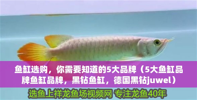 魚缸選購,你需要知道的5大品牌(5大魚缸品牌魚缸品牌,黑鉆魚缸,德國黑鉆juwel) 觀賞魚百科 第2張 魚缸選購,你需要知道的5大品牌(5大魚缸品牌魚缸品牌,黑鉆魚缸,德國黑鉆juwel) 魚缸選購,你需要知道的5大品牌(5大魚缸品牌魚缸品牌,黑鉆魚缸,德國黑鉆juwel) 觀賞魚百科 第2張