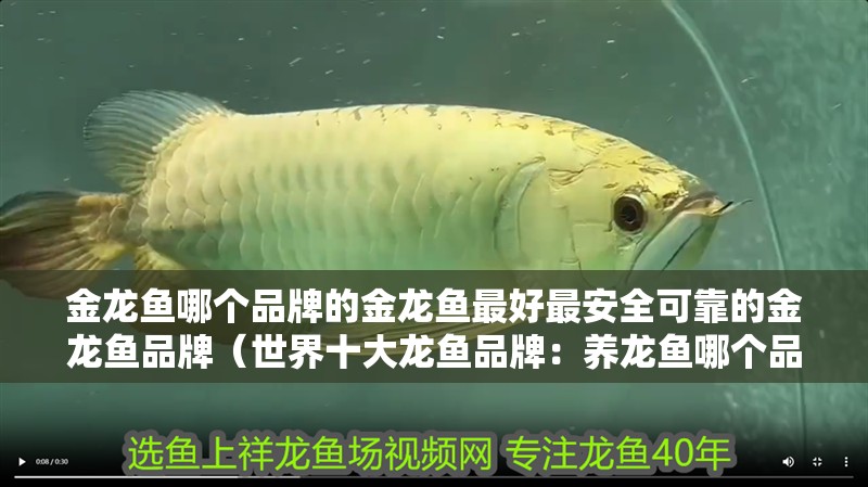 金龍魚哪個品牌的金龍魚最好最安全可靠的金龍魚品牌（世界十大龍魚品牌：養龍魚哪個品牌最好最安全可靠）