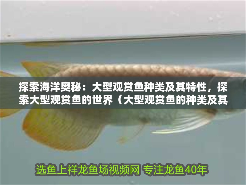 探索海洋奧秘：大型觀賞魚種類及其特性，探索大型觀賞魚的世界（大型觀賞魚的種類及其特性）