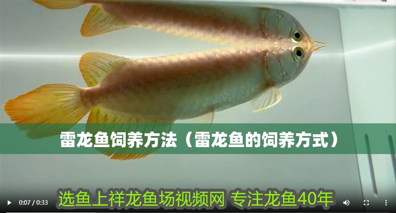 雷龍魚飼養(yǎng)方法（雷龍魚的飼養(yǎng)方式）