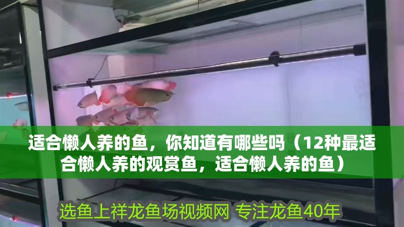 適合懶人養(yǎng)的魚，你知道有哪些嗎（12種最適合懶人養(yǎng)的觀賞魚，適合懶人養(yǎng)的魚）
