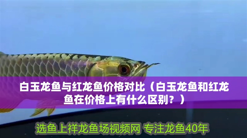 白玉龍魚與紅龍魚價格對比（白玉龍魚和紅龍魚在價格上有什么區別？）