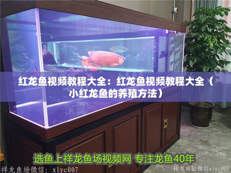 紅龍魚視頻教程大全：紅龍魚視頻教程大全（小紅龍魚的養殖方法）