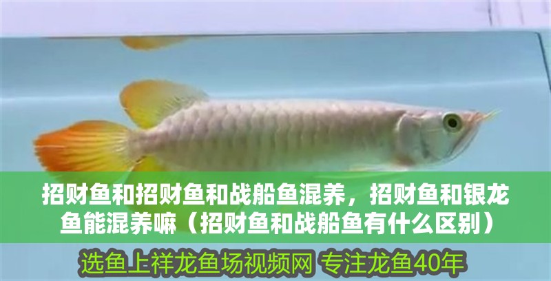招財魚和招財魚和戰船魚混養，招財魚和銀龍魚能混養嘛（招財魚和戰船魚有什么區別）