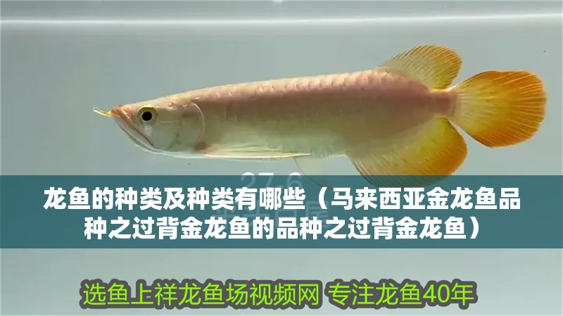 龍魚的種類及種類有哪些（馬來西亞金龍魚品種之過背金龍魚的品種之過背金龍魚）