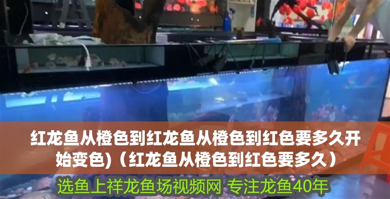 紅龍魚從橙色到紅龍魚從橙色到紅色要多久開始變色)（紅龍魚從橙色到紅色要多久）