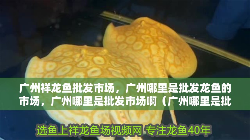 廣州祥龍魚批發(fā)市場(chǎng)，廣州哪里是批發(fā)龍魚的市場(chǎng)，廣州哪里是批發(fā)市場(chǎng)啊（廣州哪里是批發(fā)龍魚的市場(chǎng)）