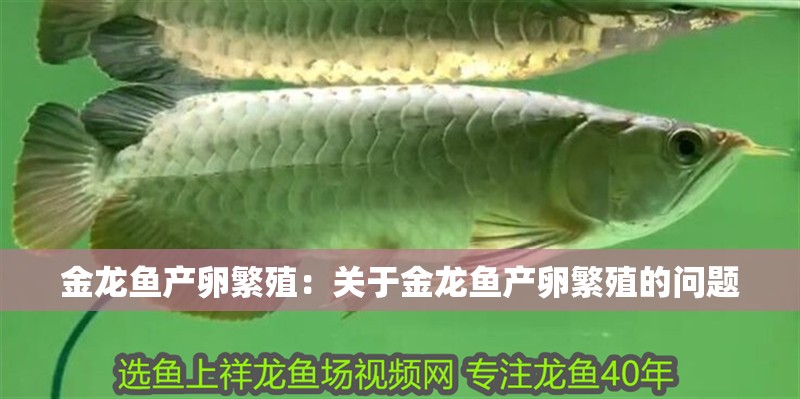 金龍魚產(chǎn)卵繁殖：關(guān)于金龍魚產(chǎn)卵繁殖的問題 金龍魚產(chǎn)卵繁殖：關(guān)于金龍魚產(chǎn)卵繁殖的問題 觀賞魚百科
