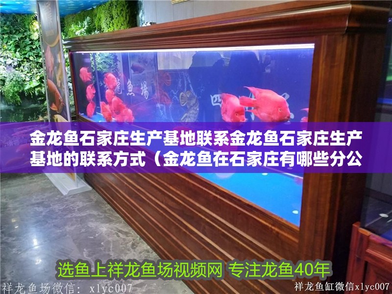 金龍魚石家莊生產基地聯系金龍魚石家莊生產基地的聯系方式（金龍魚在石家莊有哪些分公司？） 金龍魚石家莊生產基地聯系金龍魚石家莊生產基地的聯系方式（金龍魚在石家莊有哪些分公司？） 觀賞魚百科 第5張