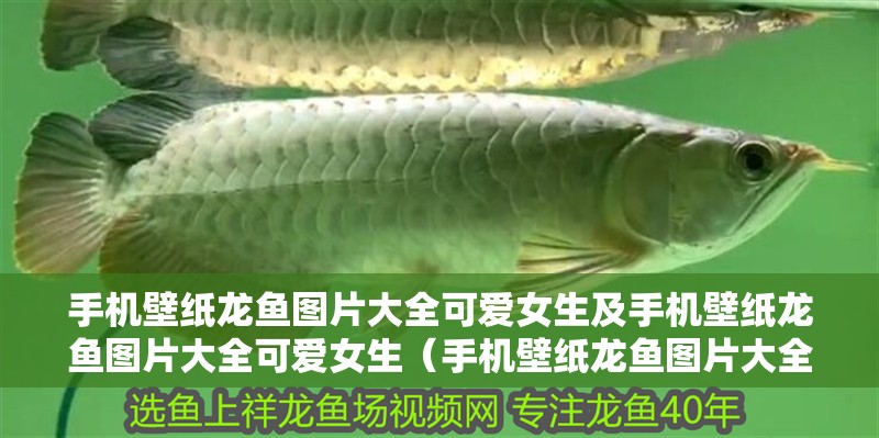 手機壁紙龍魚圖片大全可愛女生及手機壁紙龍魚圖片大全可愛女生（手機壁紙龍魚圖片大全）