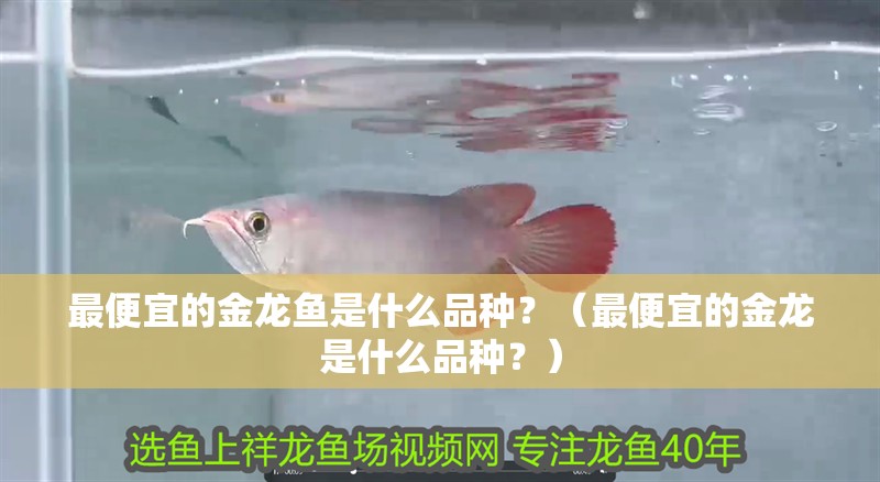 最便宜的金龍魚是什么品種？（最便宜的金龍是什么品種？）
