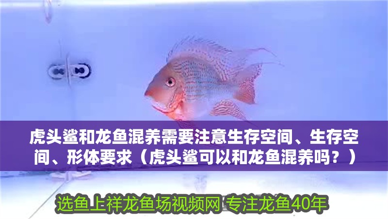 虎頭鯊和龍魚混養(yǎng)需要注意生存空間、生存空間、形體要求（虎頭鯊可以和龍魚混養(yǎng)嗎？）