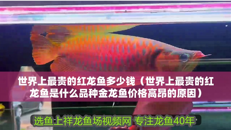 世界上最貴的紅龍魚多少錢（世界上最貴的紅龍魚是什么品種金龍魚價格高昂的原因）