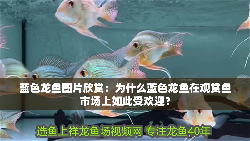 藍色龍魚圖片欣賞：為什么藍色龍魚在觀賞魚市場上如此受歡迎？