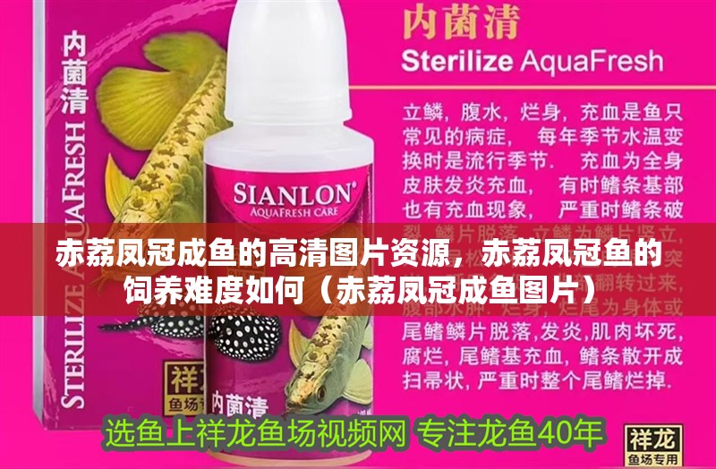 赤荔鳳冠成魚的高清圖片資源，赤荔鳳冠魚的飼養(yǎng)難度如何（赤荔鳳冠成魚圖片） 赤荔鳳冠成魚的高清圖片資源，赤荔鳳冠魚的飼養(yǎng)難度如何（赤荔鳳冠成魚圖片） 觀賞魚百科 第16張