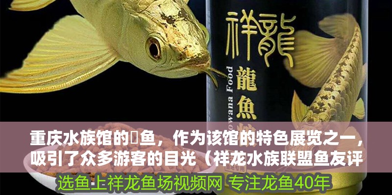 重慶水族館的?魚，作為該館的特色展覽之一，吸引了眾多游客的目光（祥龍水族聯(lián)盟魚友評論）