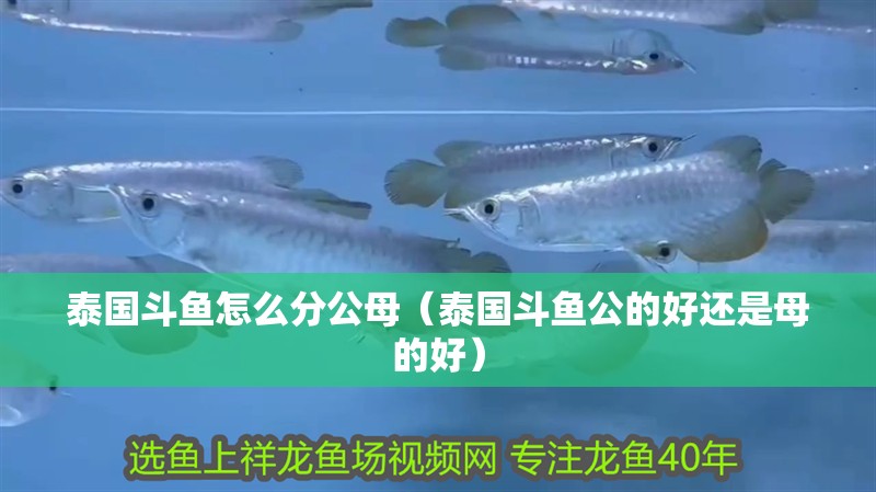 泰國斗魚怎么分公母（泰國斗魚公的好還是母的好）