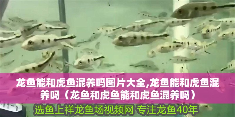 龍魚能和虎魚混養嗎圖片大全,龍魚能和虎魚混養嗎（龍魚和虎魚能和虎魚混養嗎）