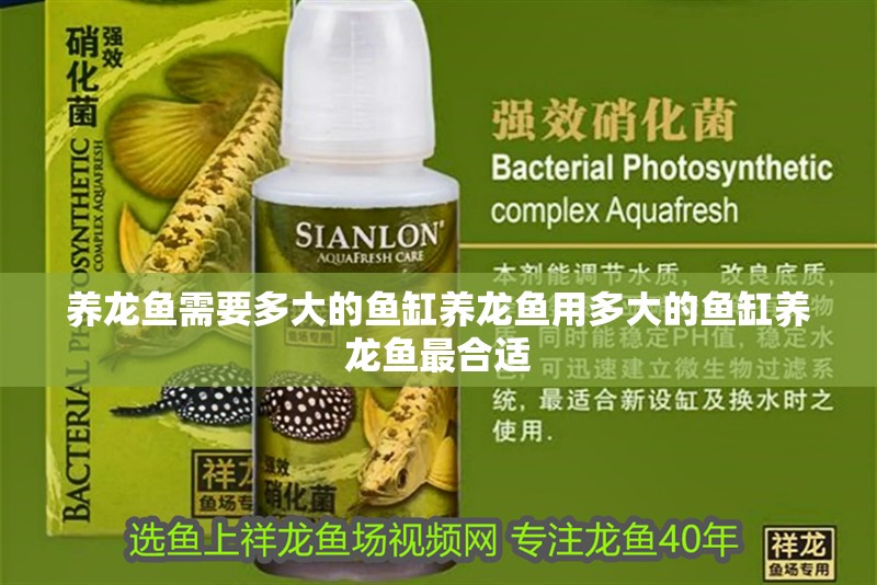 養(yǎng)龍魚需要多大的魚缸養(yǎng)龍魚用多大的魚缸養(yǎng)龍魚最合適