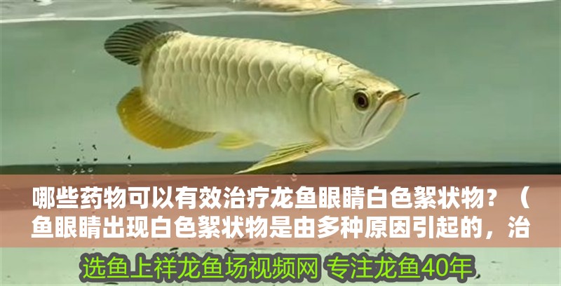 哪些藥物可以有效治療龍魚眼睛白色絮狀物？（魚眼睛出現白色絮狀物是由多種原因引起的，治療龍魚蒙眼病最有效）