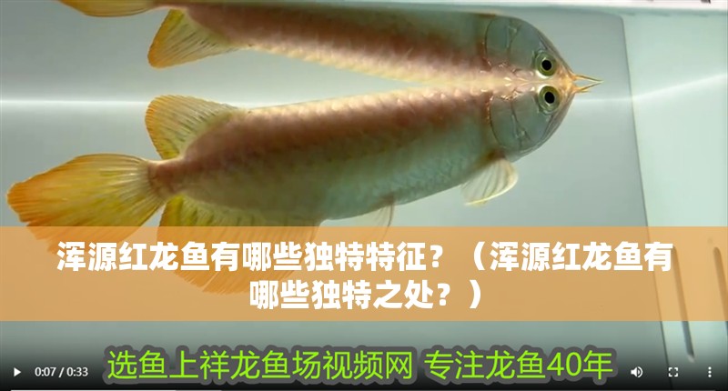 渾源紅龍魚有哪些獨特特征？（渾源紅龍魚有哪些獨特之處？）