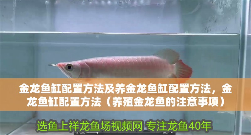 金龍魚缸配置方法及養(yǎng)金龍魚缸配置方法，金龍魚缸配置方法（養(yǎng)殖金龍魚的注意事項(xiàng)）