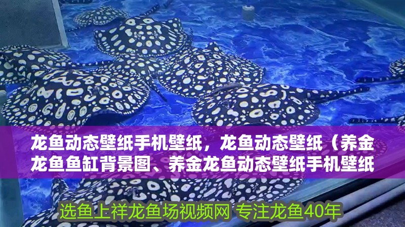 龍魚動態壁紙手機壁紙，龍魚動態壁紙（養金龍魚魚缸背景圖、養金龍魚動態壁紙手機壁紙手機壁紙）