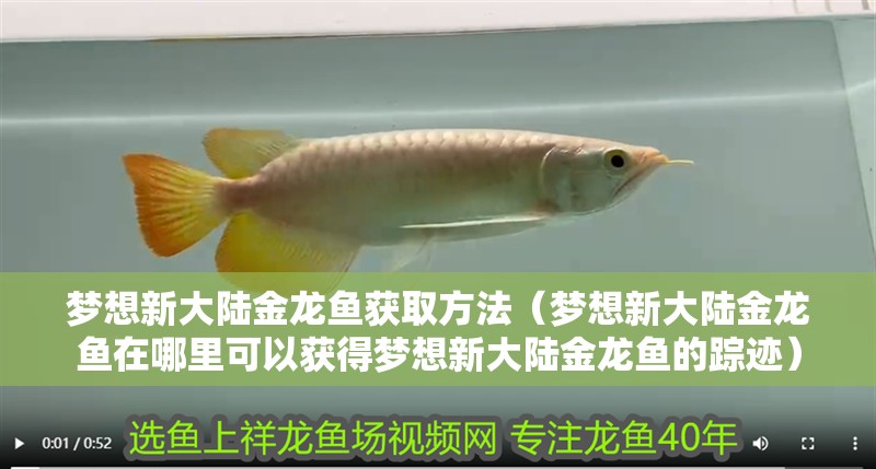 夢想新大陸金龍魚獲取方法（夢想新大陸金龍魚在哪里可以獲得夢想新大陸金龍魚的蹤跡）