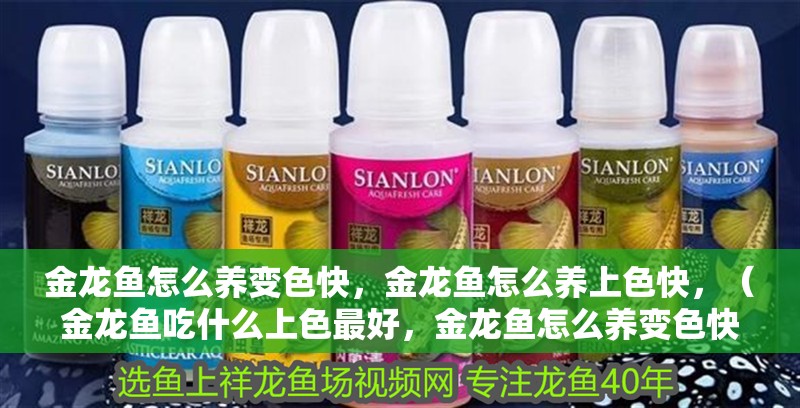 金龍魚怎么養變色快，金龍魚怎么養上色快，（金龍魚吃什么上色最好，金龍魚怎么養變色快）