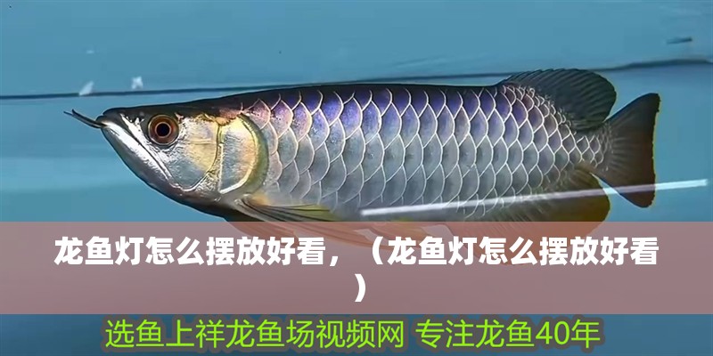 龍魚燈怎么擺放好看，（龍魚燈怎么擺放好看）