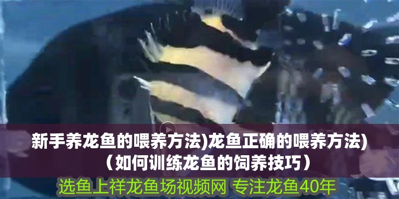 新手養龍魚的喂養方法)龍魚正確的喂養方法)（如何訓練龍魚的飼養技巧）