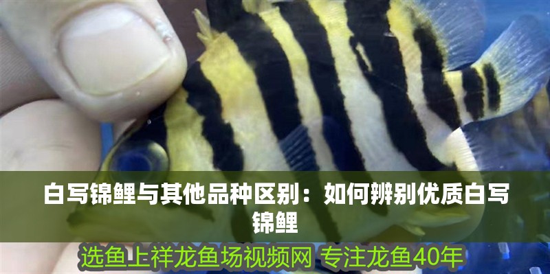 白寫錦鯉與其他品種區別：如何辨別優質白寫錦鯉