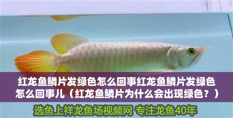 紅龍魚鱗片發(fā)綠色怎么回事紅龍魚鱗片發(fā)綠色怎么回事兒(紅龍魚鱗片為什么會出現(xiàn)綠色?) 觀賞魚百科 第2張 紅龍魚鱗片發(fā)綠色怎么回事紅龍魚鱗片發(fā)綠色怎么回事兒(紅龍魚鱗片為什么會出現(xiàn)綠色?) 紅龍魚鱗片發(fā)綠色怎么回事紅龍魚鱗片發(fā)綠色怎么回事兒(紅龍魚鱗片為什么會出現(xiàn)綠色?) 觀賞魚百科 第2張