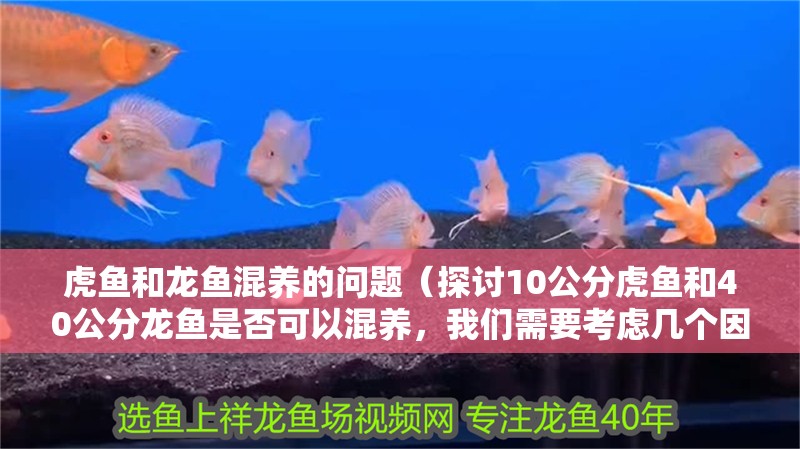 虎魚和龍魚混養(yǎng)的問題（探討10公分虎魚和40公分龍魚是否可以混養(yǎng)，我們需要考慮幾個因素） 虎魚和龍魚混養(yǎng)的問題（探討10公分虎魚和40公分龍魚是否可以混養(yǎng)，我們需要考慮幾個因素） 觀賞魚百科