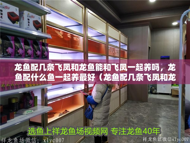 龍魚配幾條飛鳳和龍魚能和飛鳳一起養(yǎng)嗎，龍魚配什么魚一起養(yǎng)最好（龍魚配幾條飛鳳和龍魚一起養(yǎng)？）