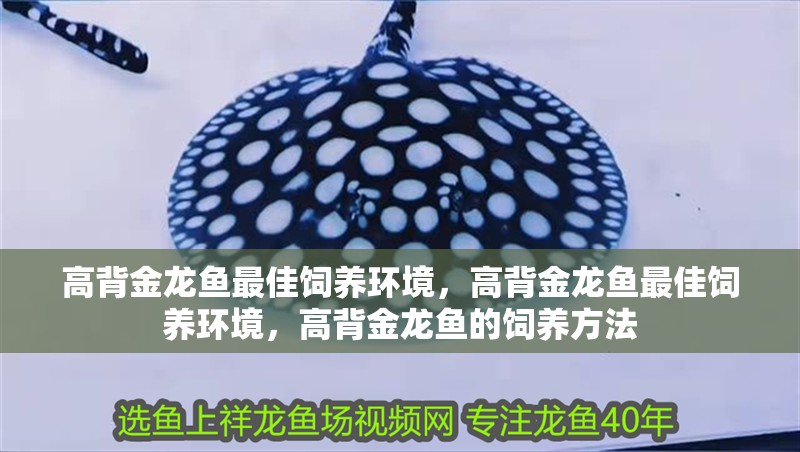 高背金龍魚最佳飼養環境，高背金龍魚最佳飼養環境，高背金龍魚的飼養方法