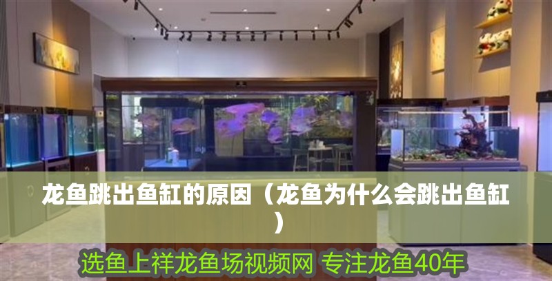 龍魚跳出魚缸的原因（龍魚為什么會跳出魚缸） 龍魚跳出魚缸的原因（龍魚為什么會跳出魚缸） 觀賞魚百科 第2張