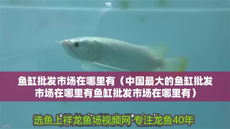 魚缸批發市場在哪里有（中國最大的魚缸批發市場在哪里有魚缸批發市場在哪里有）