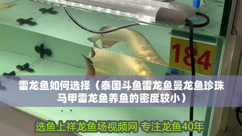 雷龍魚(yú)如何選擇（泰國(guó)斗魚(yú)雷龍魚(yú)曼龍魚(yú)珍珠馬甲雷龍魚(yú)養(yǎng)魚(yú)的密度較小）