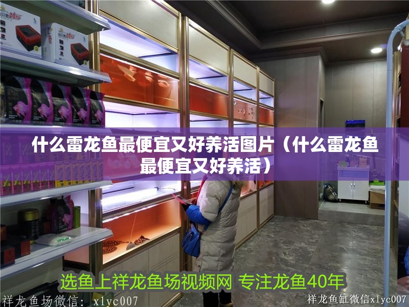 什么雷龍魚最便宜又好養活圖片（什么雷龍魚最便宜又好養活）