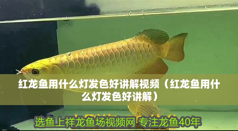 紅龍魚用什么燈發色好講解視頻（紅龍魚用什么燈發色好講解）