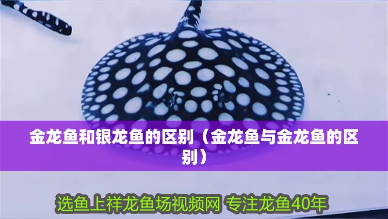 金龍魚和銀龍魚的區別（金龍魚與金龍魚的區別）