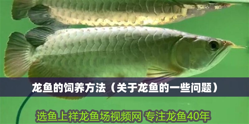 龍魚的飼養方法（關于龍魚的一些問題）