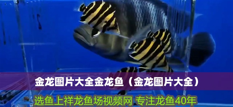 金龍圖片大全金龍魚（金龍圖片大全）